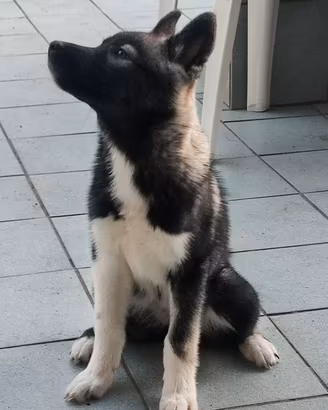 Husky cuccioli