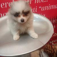 Spitz Toy di Pomerania femmina merle