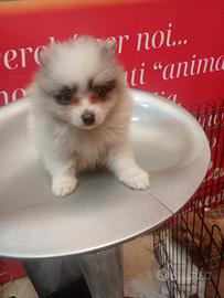 Spitz Toy di Pomerania femmina merle