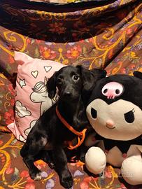 Incrocio tra cocker e barboncino nano