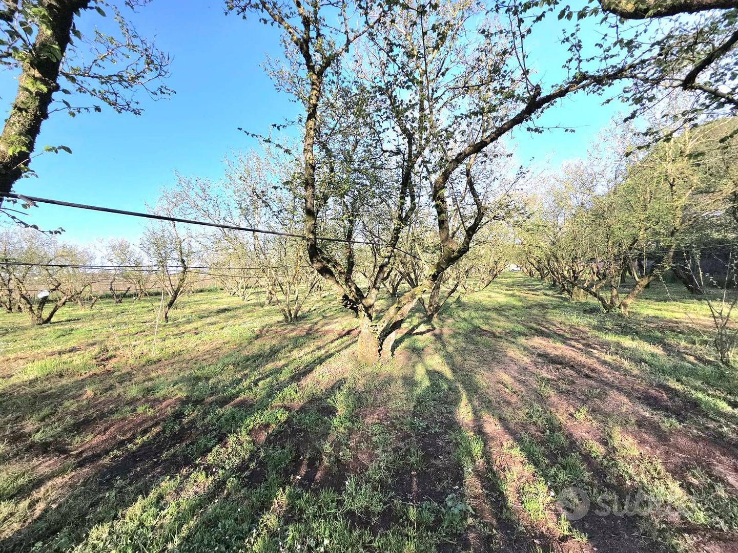 Terreno Agricolo - Ronciglione - Vista 5