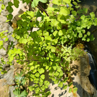 Adiantum sp