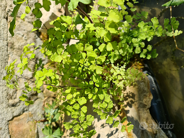 Adiantum sp