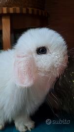 Cucciolo di splendido minilop occhi blu