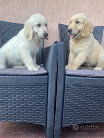 Cuccioli golden retrive