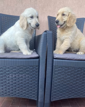 Cuccioli golden retrive