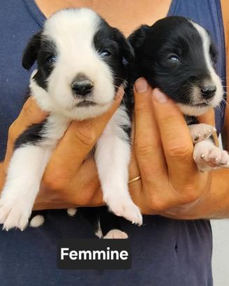 cuccioli border collie 