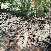 legna di olivo secca