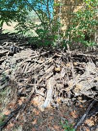 legna di olivo secca