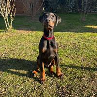 Cuccioli dobermann