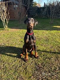 Cuccioli dobermann