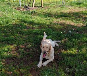 Cane labrador retriever femmina