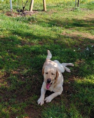 Cane labrador retriever femmina