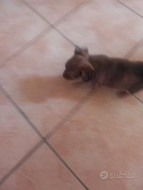 pincher 