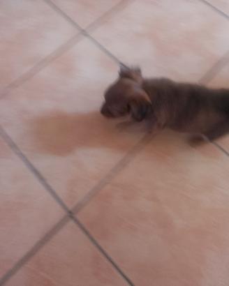 pincher 
