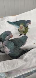 Pappagalli parrocchetti monaci addomesticati