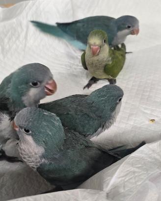 Pappagalli parrocchetti monaci addomesticati