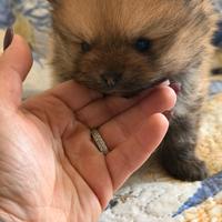 Spitz Pomerania