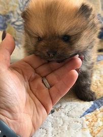 Spitz Pomerania