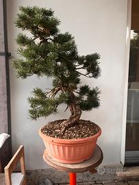 Bonsai pino mugo