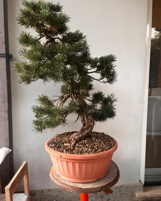 Bonsai pino mugo