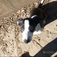 Cucciolo cane meticcio