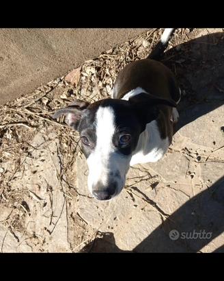 Cucciolo cane meticcio
