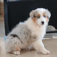 Pastore Australiano Cucciola