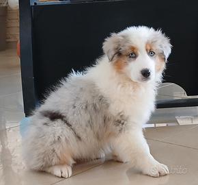 Pastore Australiano Cucciola