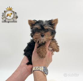 Dolcissima principessina Mini yorkshire