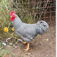 Gallo Amrock