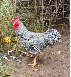 Gallo Amrock