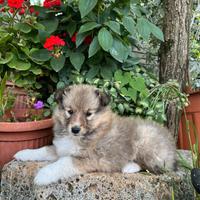 Cuccioli Shetland Sheepdog Pedigree
