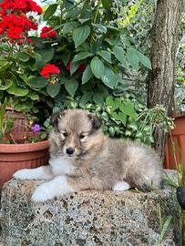 Cuccioli Shetland Sheepdog Pedigree
