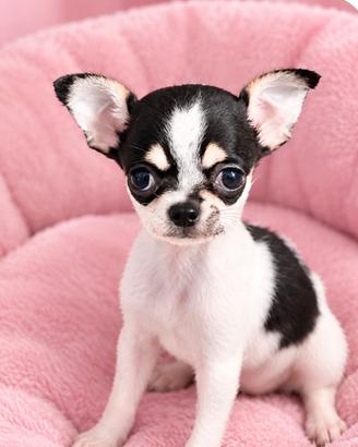 Cuccioli chihuahua