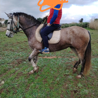 Cavalla andalusa