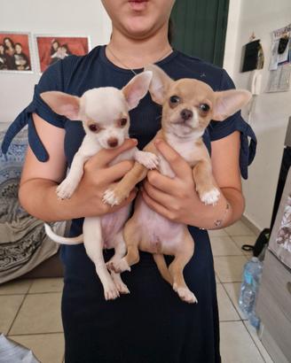 Cuccioli di chiwawa