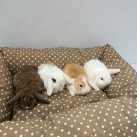 Conigli nani ariete mini lop