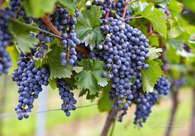 Cantina atrezzata e vigneto