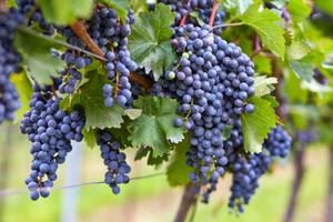 Cantina atrezzata e vigneto