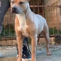 Pit bull