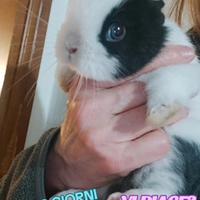 Coniglio nano super mini toy 1kg da adulti