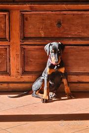 Dobermann