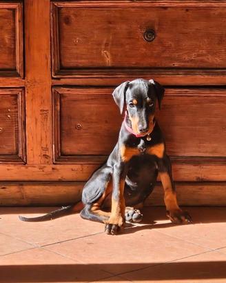 Dobermann