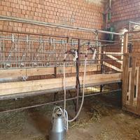 mungitrice capre pecore mucche 