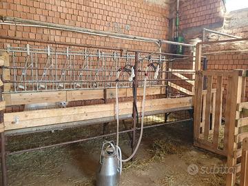 mungitrice capre pecore mucche 