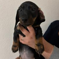 Cucciolo di bassotto