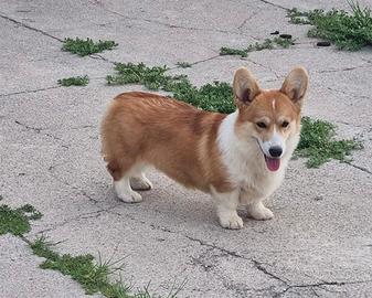 Cucciola di welsh corgi pembroke