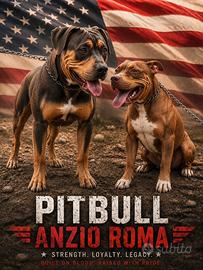 Pitbull cuccioli