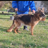 Femmina Adulta Pastore Tedesco